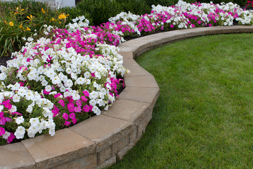 Peink and White petunias on the flower bed along with the grass